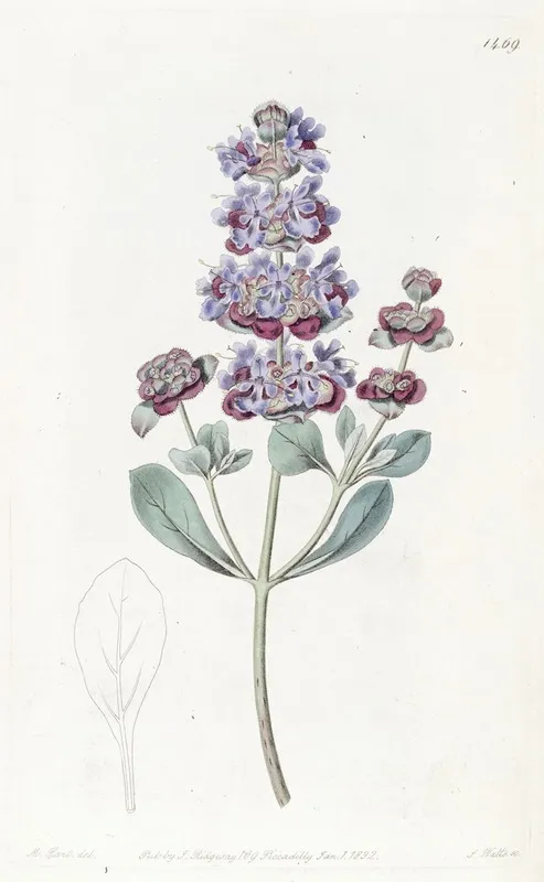 Hoary Audibertia Wall Art by Sydenham Edwards - High-Resolution Digital Print