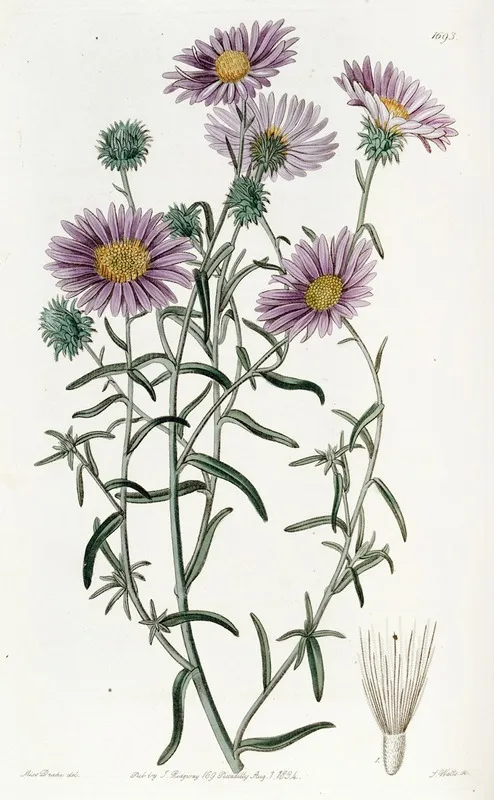 Hoary Diplopappus Wall Art by Sydenham Edwards - High-Resolution Digital Print
