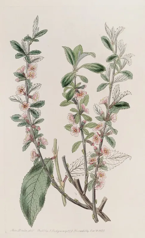 Hoary Leaved Almond Wall Art by Sydenham Edwards - High-Resolution Digital Print