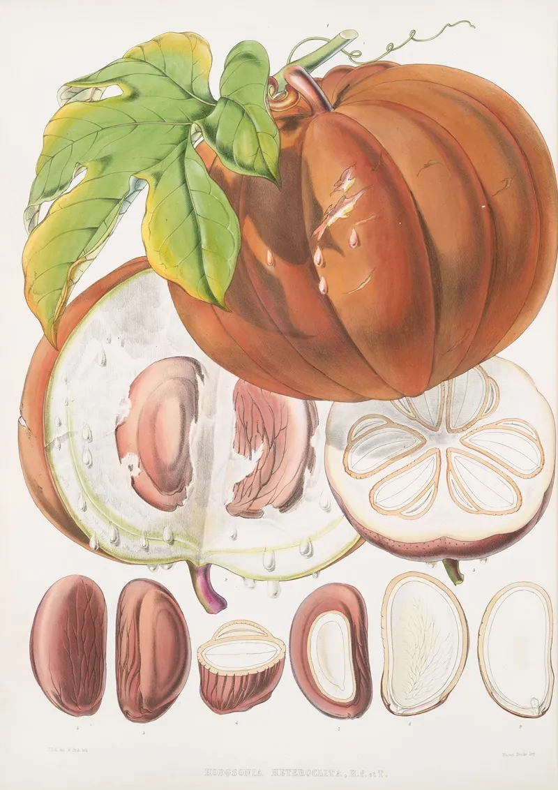 Hodgsonia Heteroclita H F Et T Fruit 2 Wall Art by Walter Hood Fitch - High-Resolution Digital Print