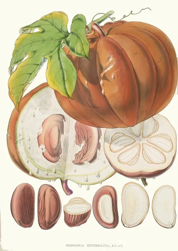 Hodgsonia Heteroclita H F Et T Fruit Wall Art by Walter Hood Fitch - High-Resolution Digital Print