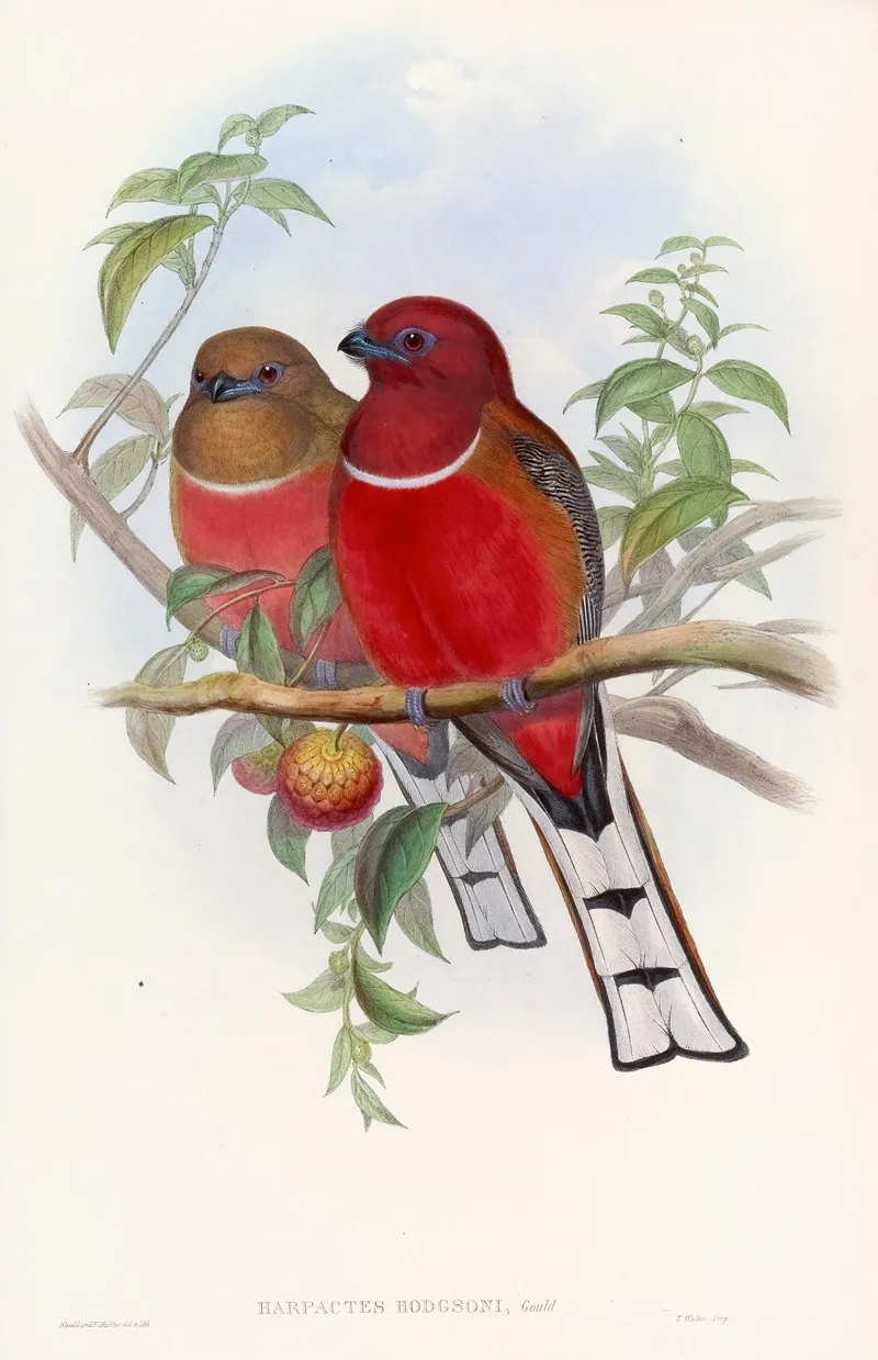 Hodgsons Trogon Wall Art by John Gould - High-Resolution Digital Print