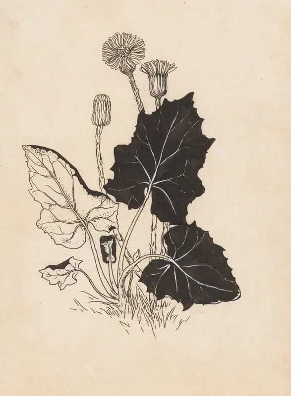 Hoefblad