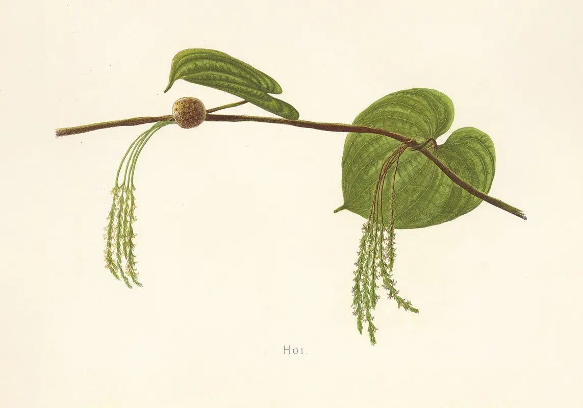 Hoi Wall Art by Isabella McHutcheson Sinclair - High-Resolution Digital Print