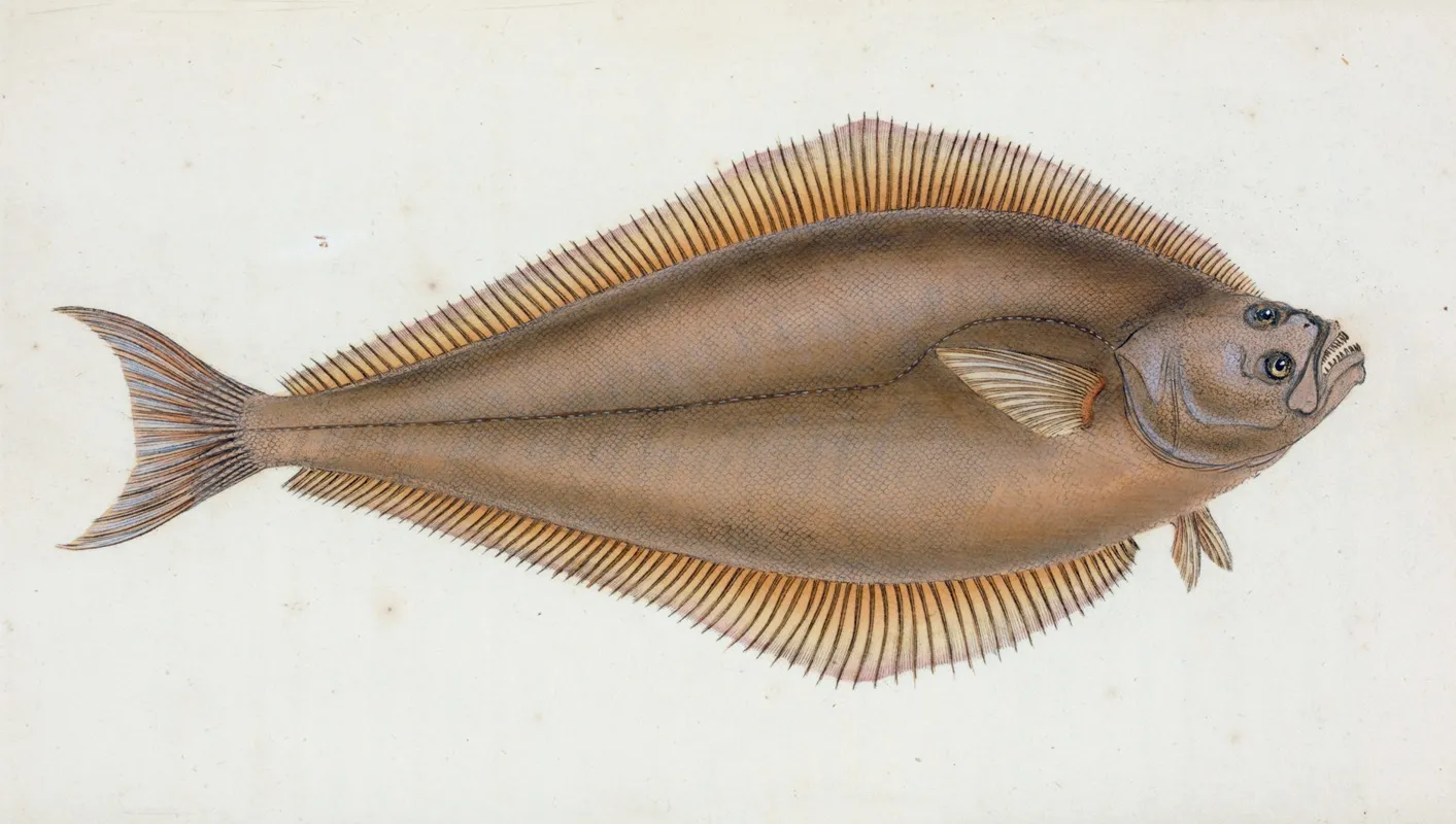 Holibut Pleuronectes Hippoglossus Wall Art by Edward Donovan - High-Resolution Digital Print