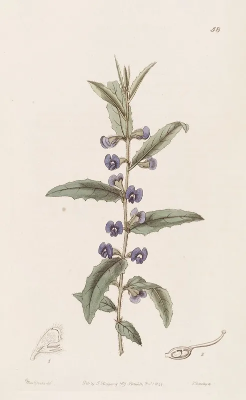 Holly Leaved Hovea Wall Art by Sydenham Edwards - High-Resolution Digital Print