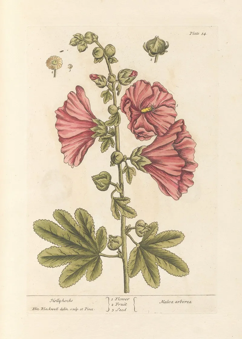 Hollyhocks 6 Wall Art by Elizabeth Blackwell - High-Resolution Digital Print