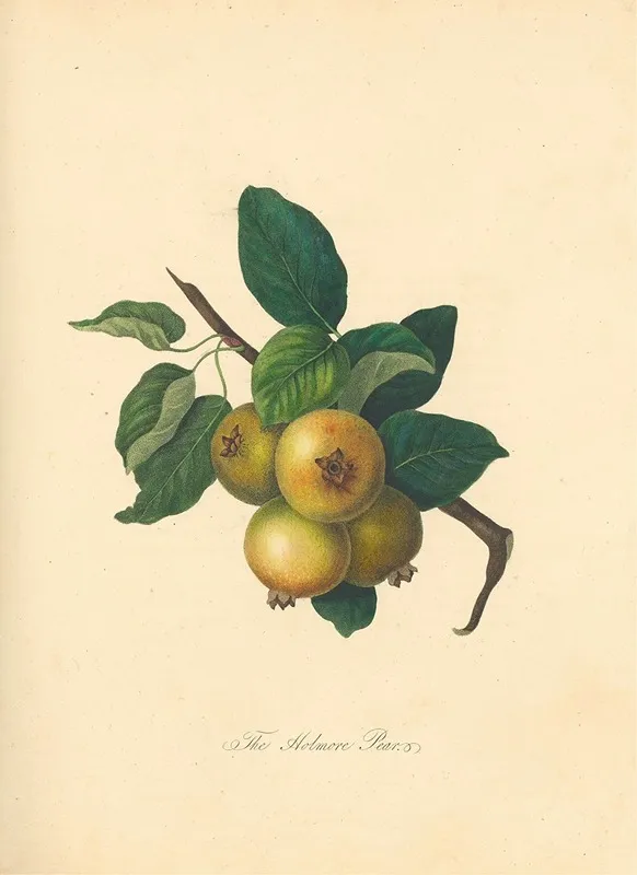 Holmore Pear Wall Art by Thomas Andrew Knight - High-Resolution Digital Print