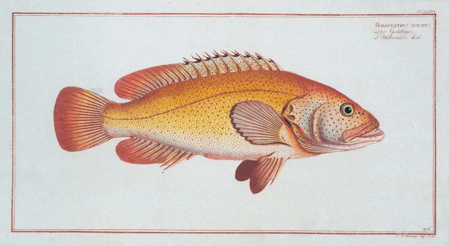 Holocentrus Auratus Wall Art by Marcus Elieser Bloch - High-Resolution Digital Print