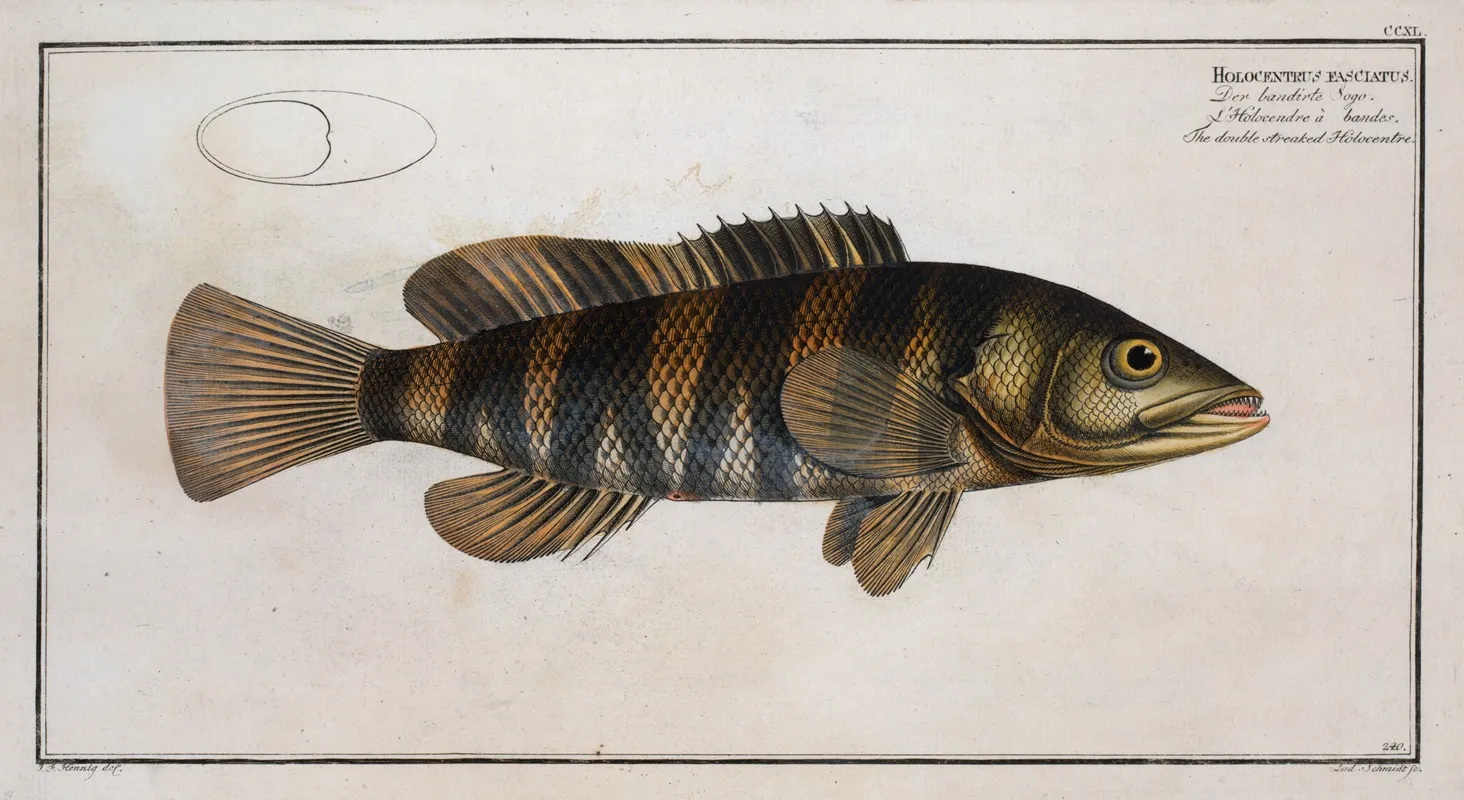 Holocentrus Fasciatus The Double Streaked Holocentre Wall Art by Marcus Elieser Bloch - High-Resolution Digital Print