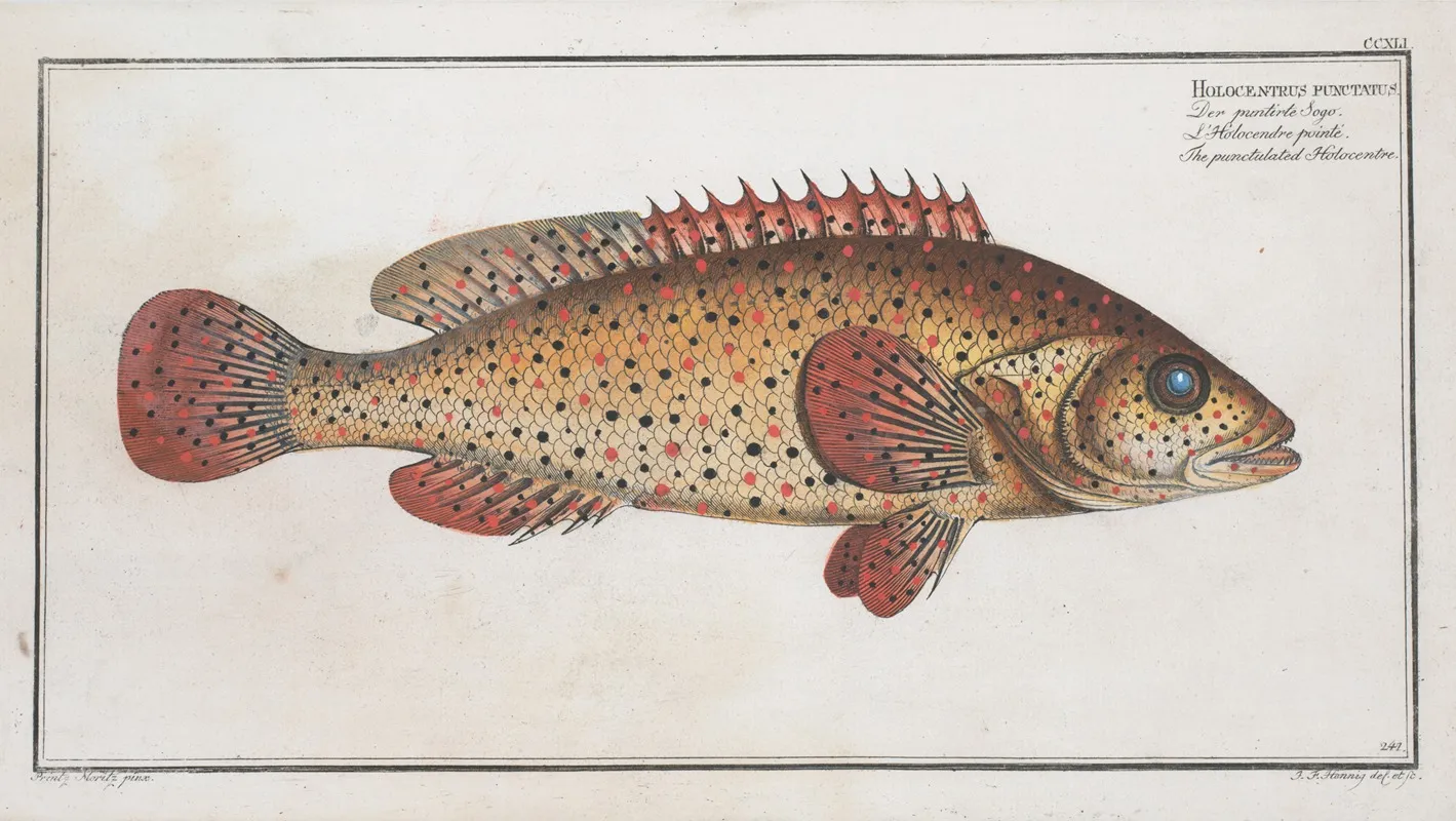 Holocentrus Punctatus The Punctulated Holocentre Wall Art by Marcus Elieser Bloch - High-Resolution Digital Print