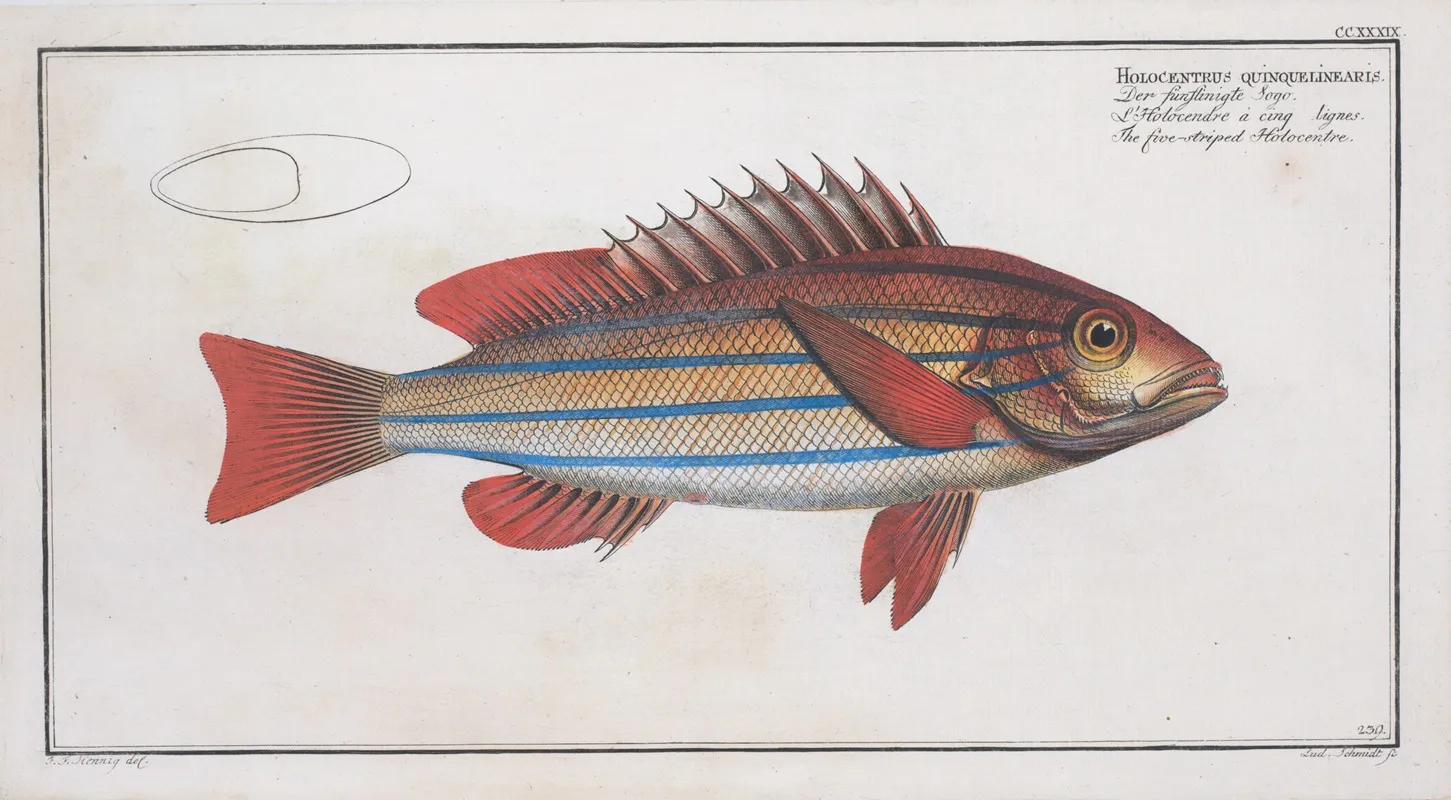 Holocentrus Quinquelineatus The Five Striped Holocentre Wall Art by Marcus Elieser Bloch - High-Resolution Digital Print