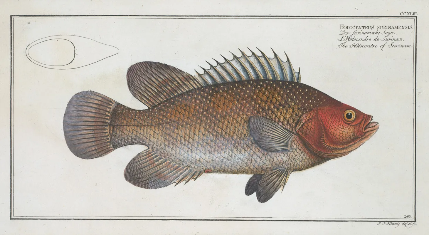 Holocentrus Surinamensis The Holocentre Of Surinam Wall Art by Marcus Elieser Bloch - High-Resolution Digital Print
