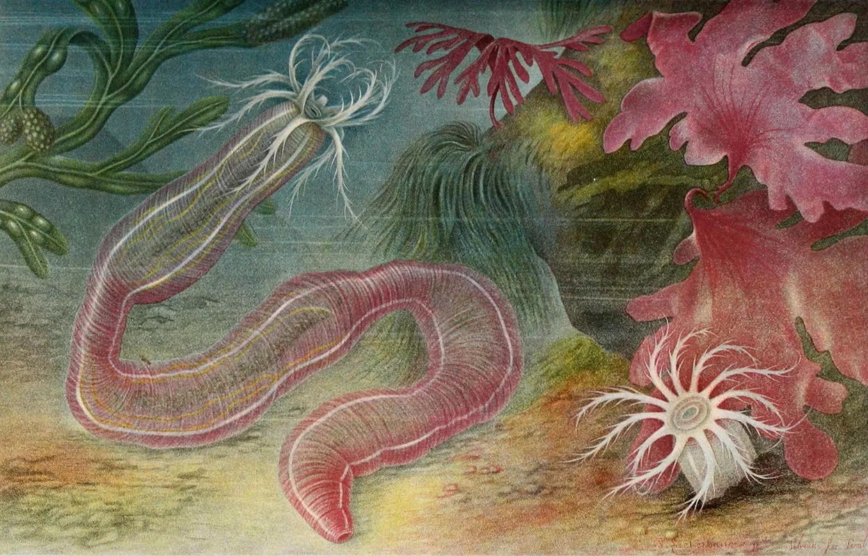 Holothurie Des Iles De Chausey Wall Art by Alfred Frédol - High-Resolution Digital Print