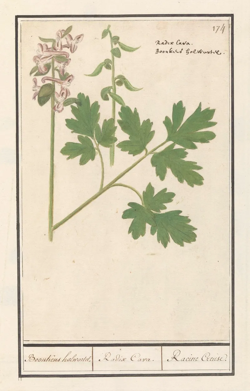 Holwortel Corydalis Cava Boonkens Holwortel Radix Cava Racine Creuse Wall Art by Anselmus Boëtius de Boodt - High-Resolution Digital Print