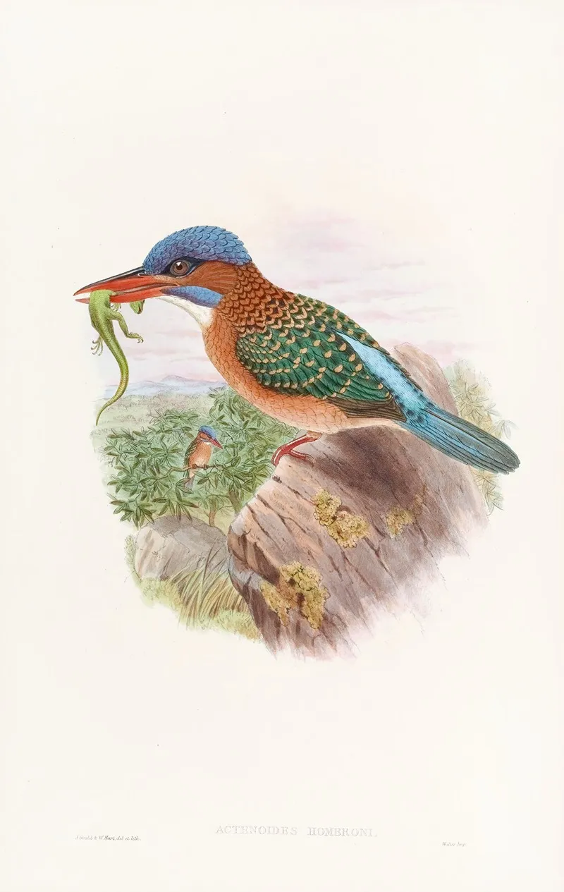 Hombrons Kingfisher Wall Art by John Gould - High-Resolution Digital Print