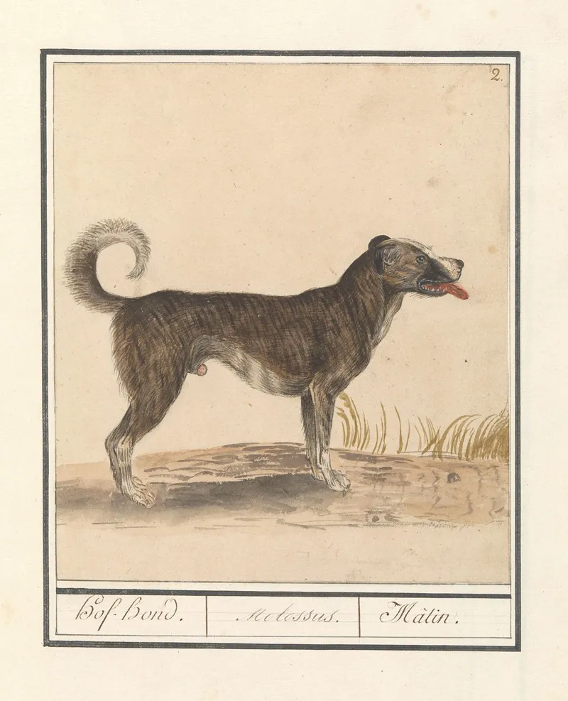 Hond Canis Lupus Familiaris Hof Hond Molossus Matin Wall Art by Anselmus Boëtius de Boodt - High-Resolution Digital Print