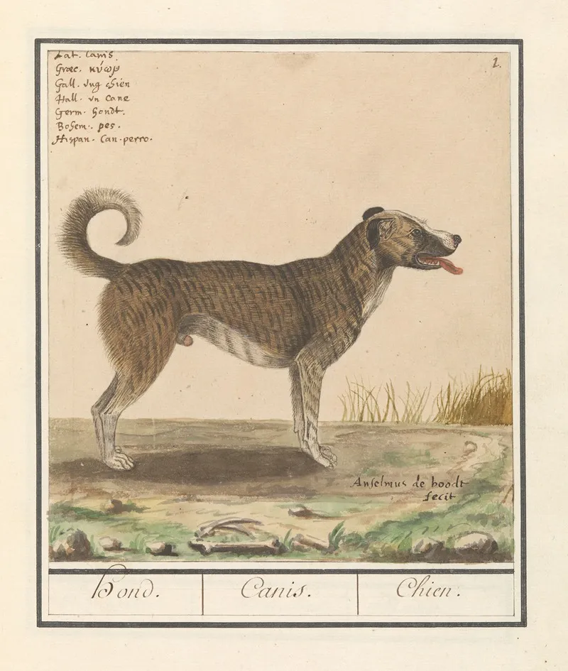 Hond Canis Lupus Familiaris Wall Art by Anselmus Boëtius de Boodt - High-Resolution Digital Print