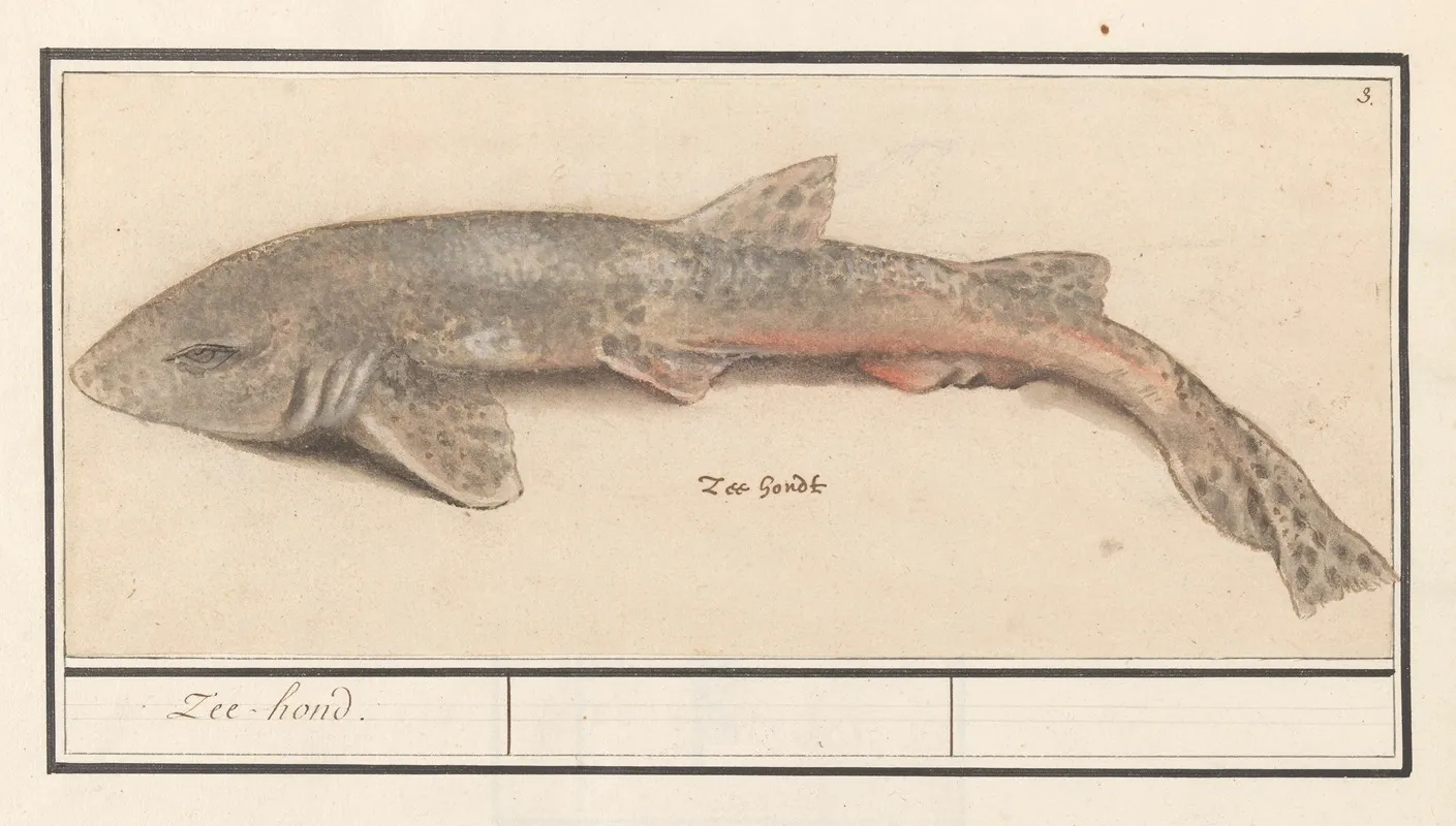Hondshaai Scyliorhinus Canicula Zee Hond Wall Art by Anselmus Boëtius de Boodt - High-Resolution Digital Print