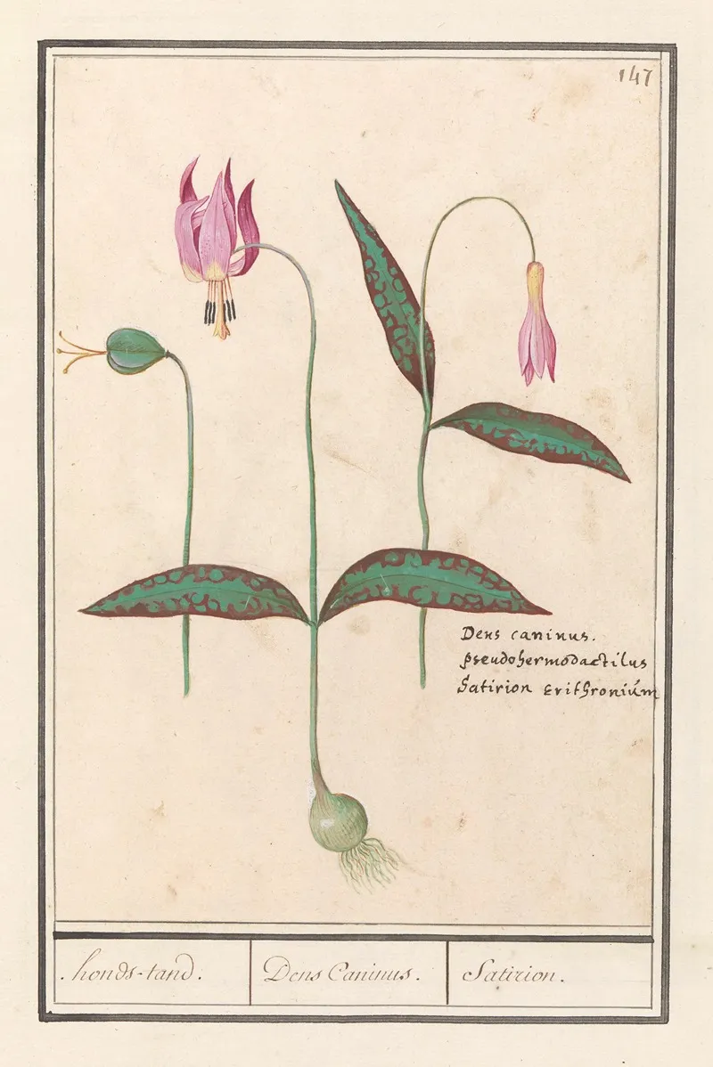 Hondstand Erythronium Dens Canis Honds Tand Dens Caninus Satirion Wall Art by Anselmus Boëtius de Boodt - High-Resolution Digital Print