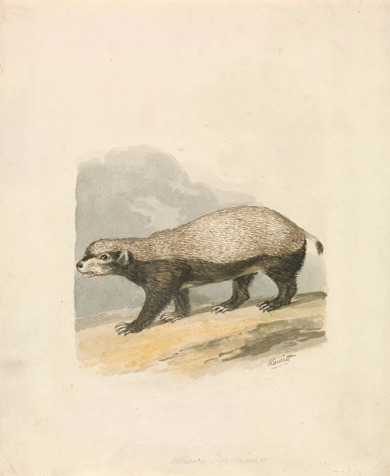 Honey Badger