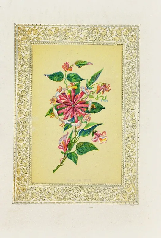 Honeysuckle 4 Wall Art by John Henry Ingram - High-Resolution Digital Print