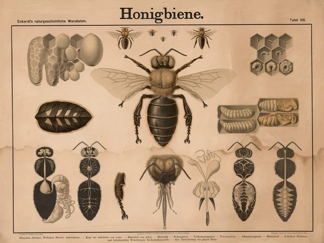 Honigbiene Wall Art by Wilhelm Bauer - High-Resolution Digital Print
