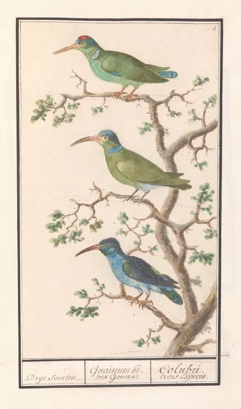 Honingzuigers Nectariniidae Wall Art by Anselmus Boëtius de Boodt - High-Resolution Digital Print