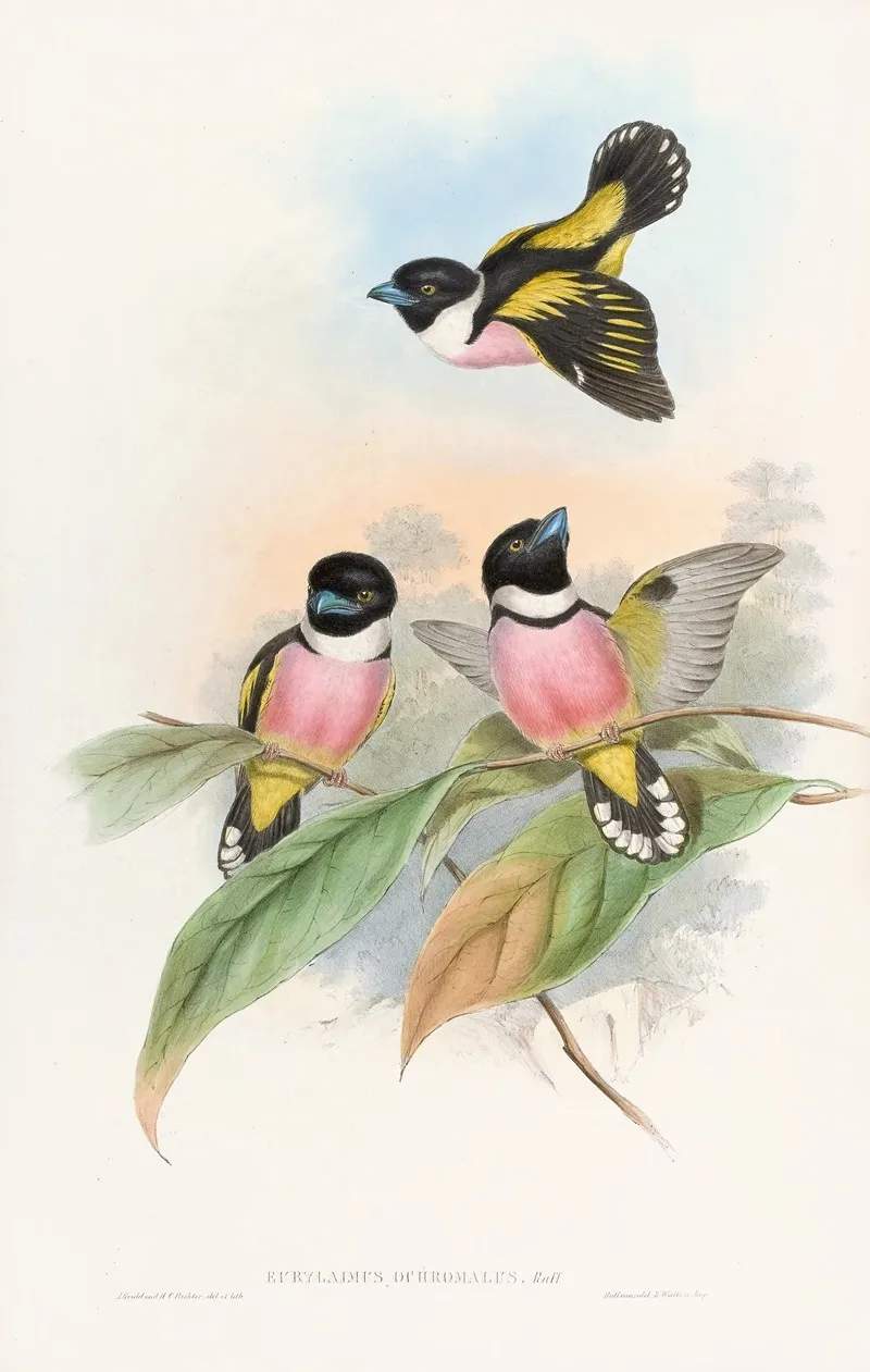 Hooded Eurylaime Wall Art by John Gould - High-Resolution Digital Print