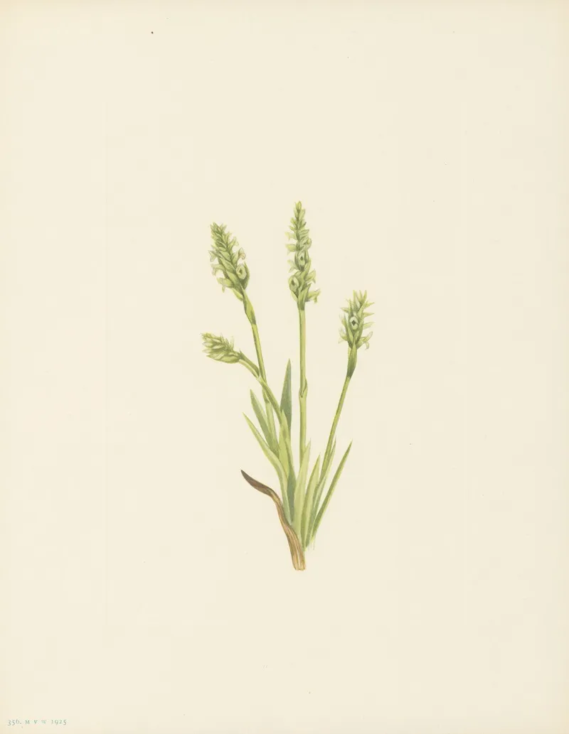 Hooded Ladies Tresses Ibidium Strictum 3