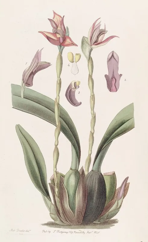 Hooded Maxillaria Wall Art by Sydenham Edwards - High-Resolution Digital Print