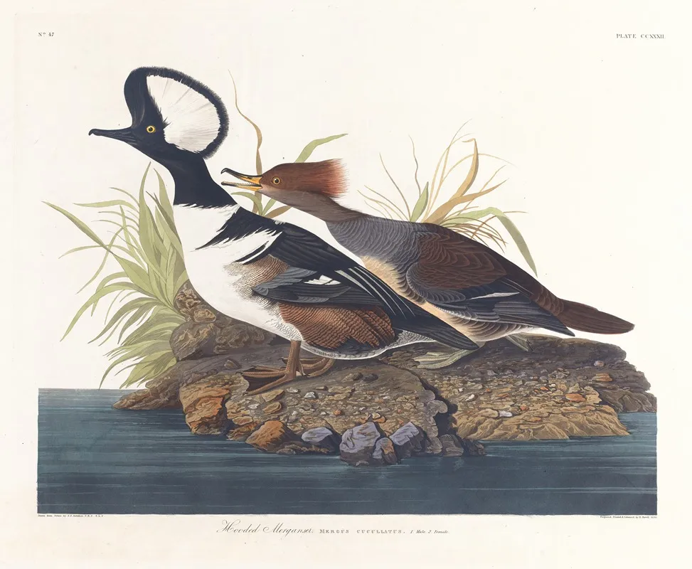 Hooded Merganser 2 Wall Art by John James Audubon - High-Resolution Digital Print