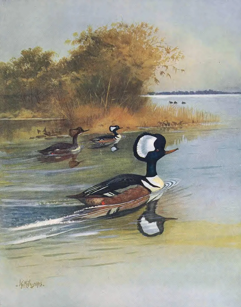 Hooded Merganser Wall Art by John Guille Millais - High-Resolution Digital Print