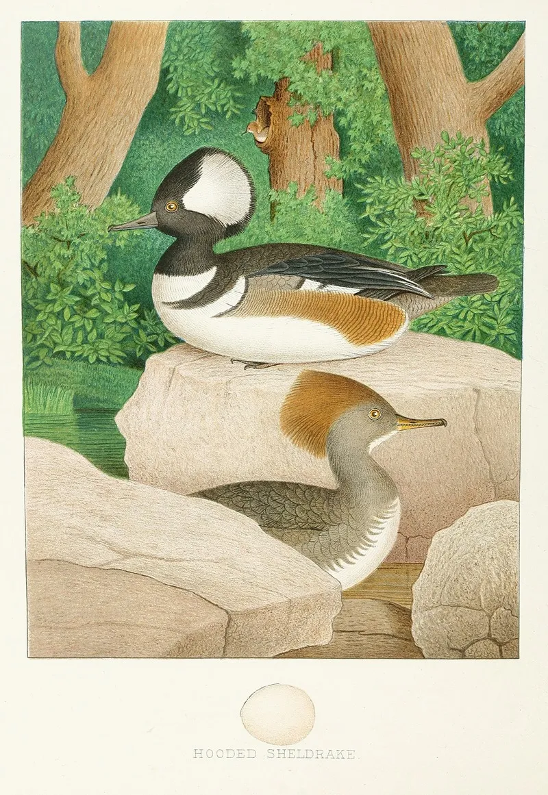 Hooded Sheldrake Wall Art by Edwin L. Sheppard - High-Resolution Digital Print