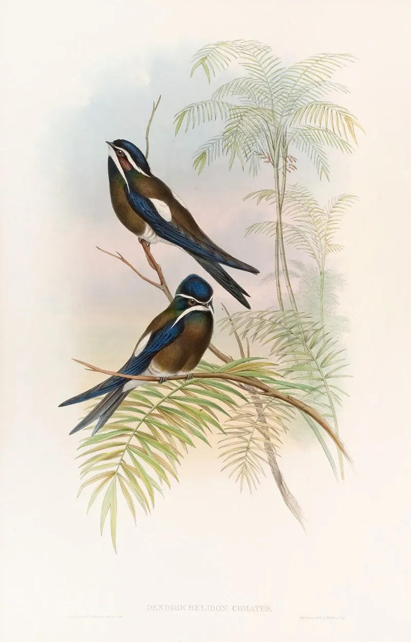 Hooded Tree Swift Wall Art by John Gould - High-Resolution Digital Print
