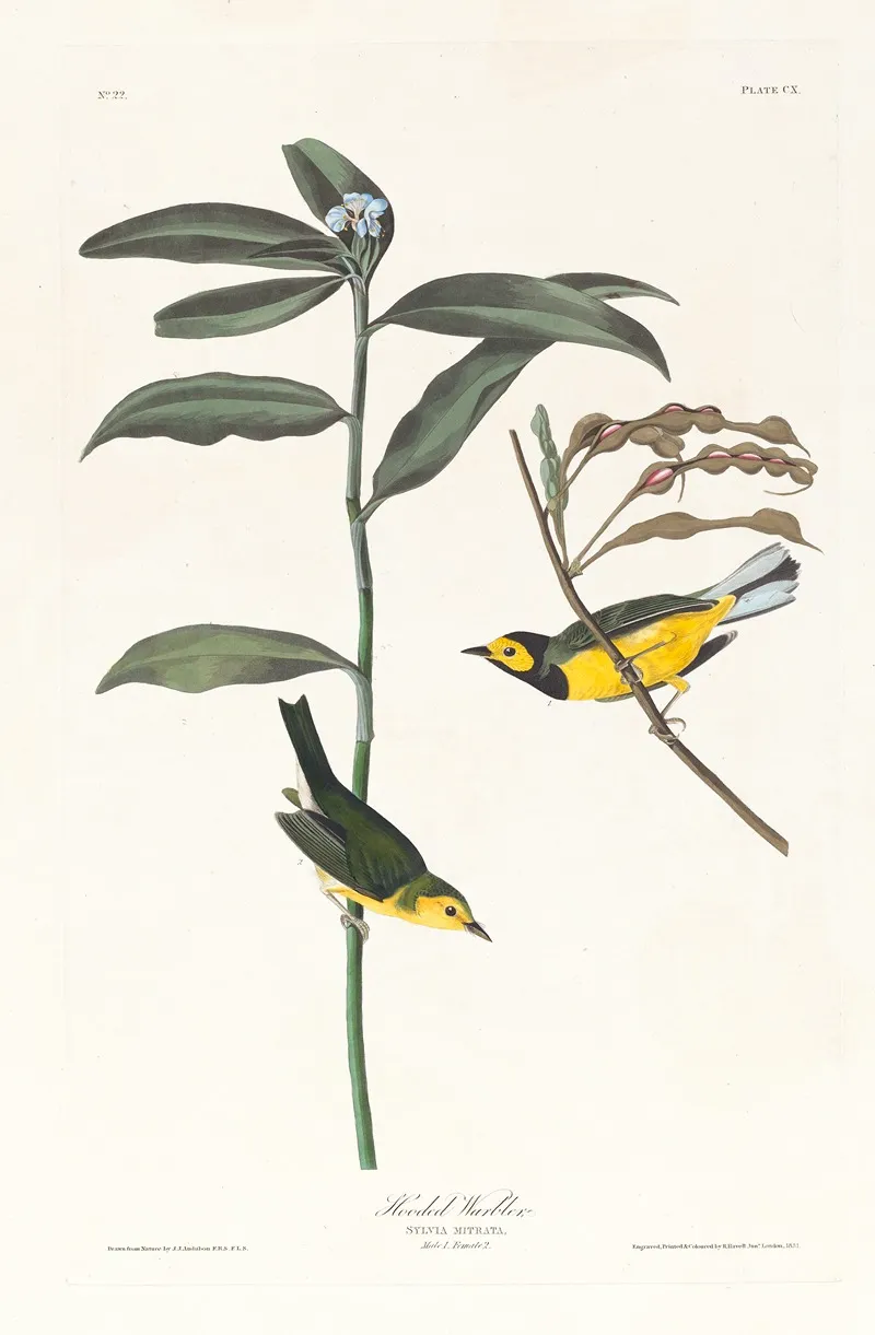 Hooded Warbler Wall Art by John James Audubon - High-Resolution Digital Print
