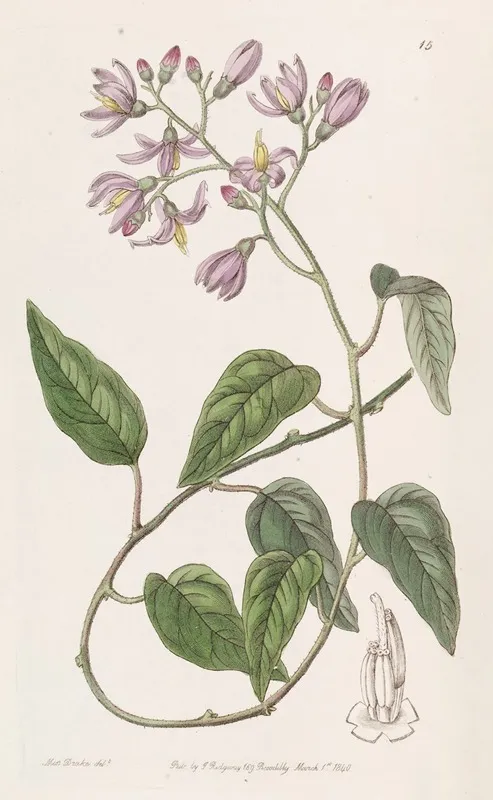 Hook Petalled Solanum Wall Art by Sydenham Edwards - High-Resolution Digital Print