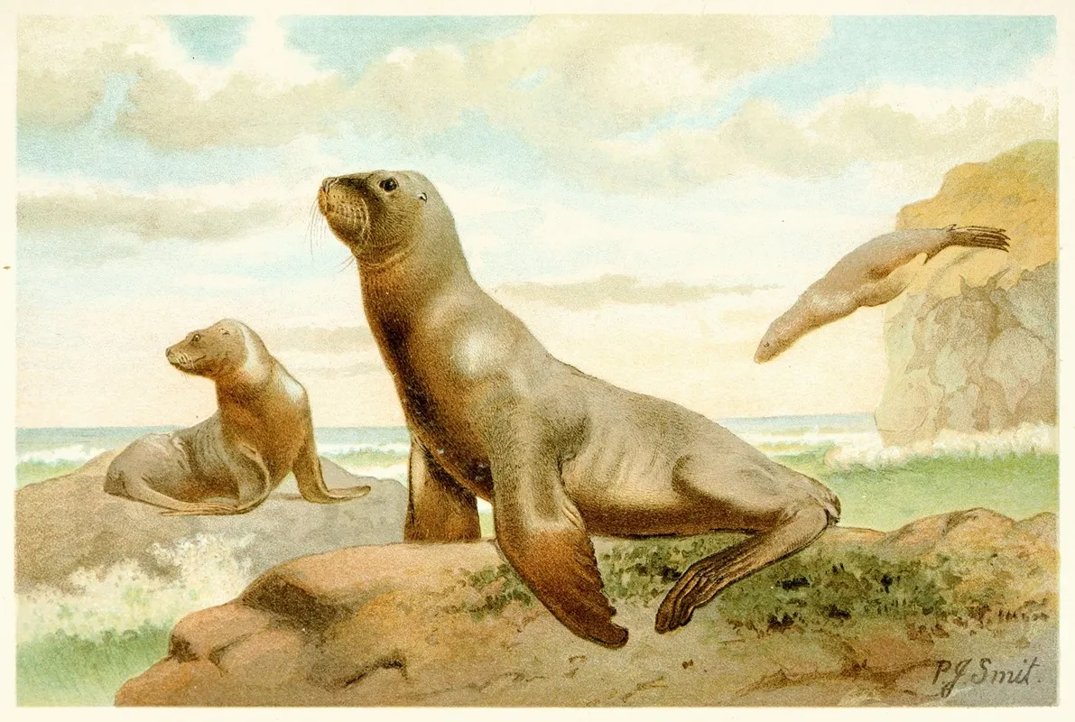 Hookers Sea Lion Wall Art by Pierre Jacques Smit - High-Resolution Digital Print