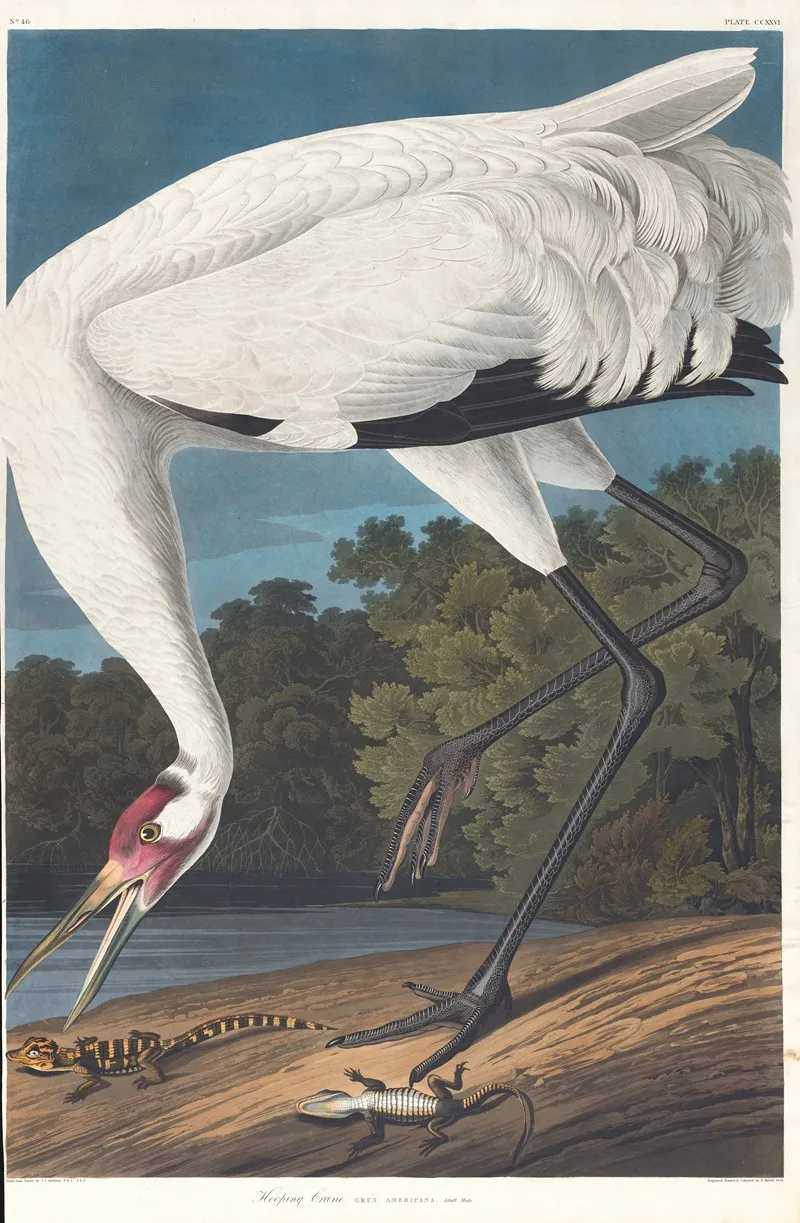 Hooping Crane Wall Art by John James Audubon - High-Resolution Digital Print