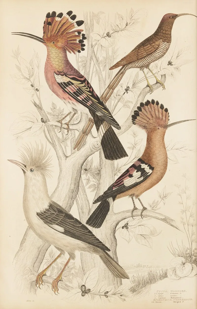 Hoopoes 2 Wall Art by William MacGillivray - High-Resolution Digital Print