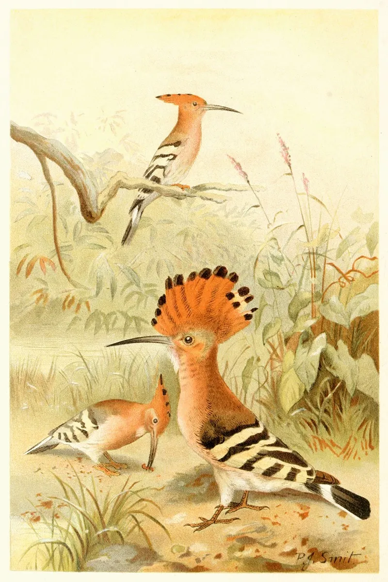 Hoopoes Wall Art by Pierre Jacques Smit - High-Resolution Digital Print