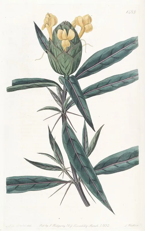 Hop Flowered Barleria Wall Art by Sydenham Edwards - High-Resolution Digital Print