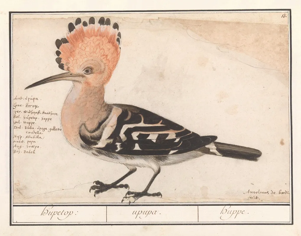 Hop Hupetop Upupa Huppe Wall Art by Anselmus Boëtius de Boodt - High-Resolution Digital Print