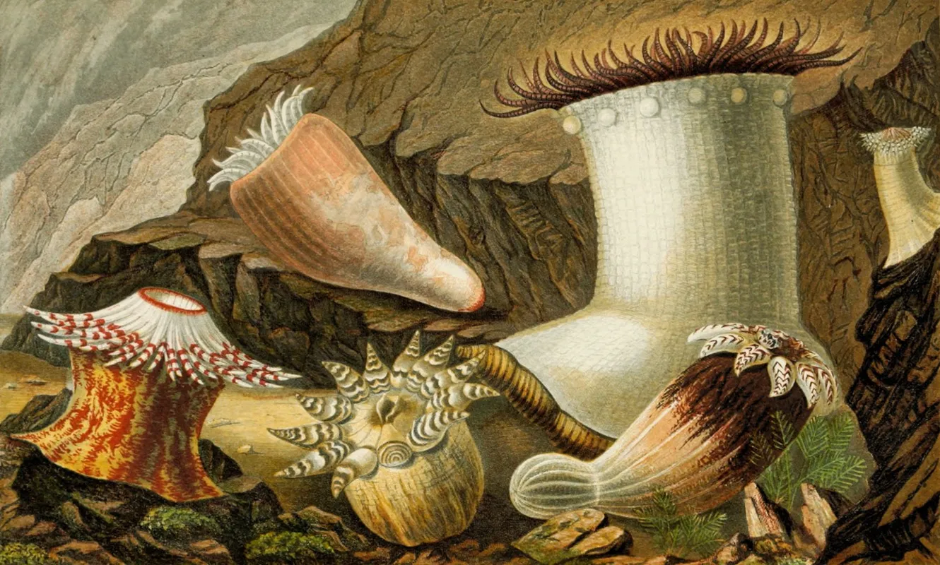 Hormathia Margaritae Phellia Brodriciipeachia Hastata P Undata Wall Art by Philip Henry Gosse - High-Resolution Digital Print