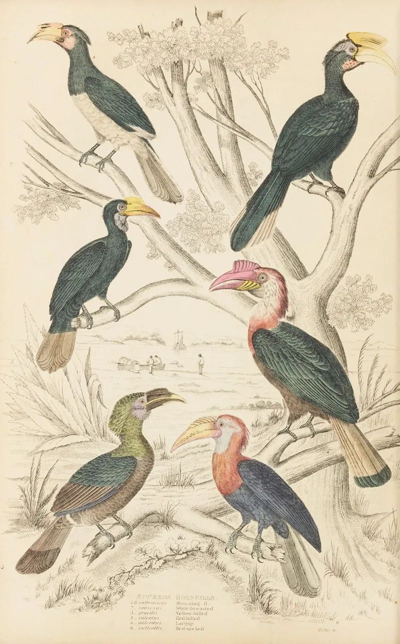 Hornbills 2 Wall Art by William MacGillivray - High-Resolution Digital Print