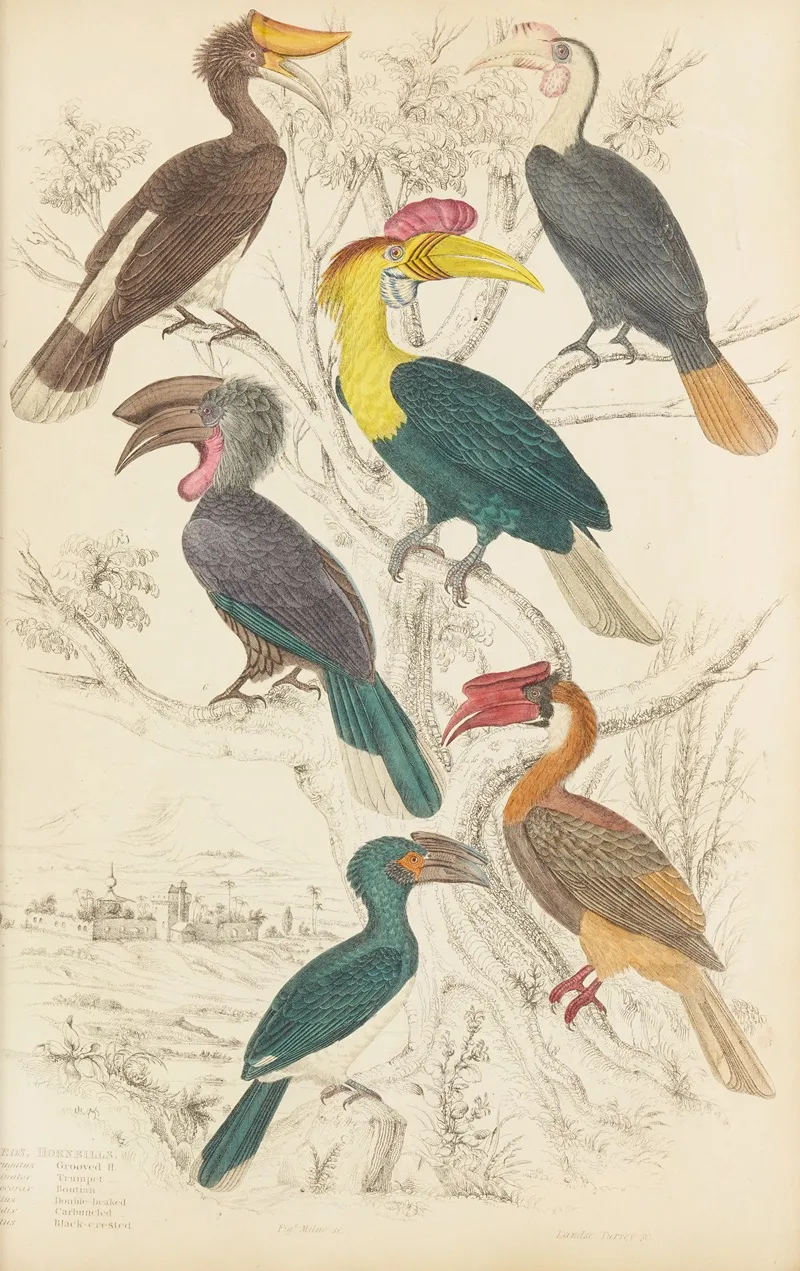 Hornbills 3 Wall Art by William MacGillivray - High-Resolution Digital Print