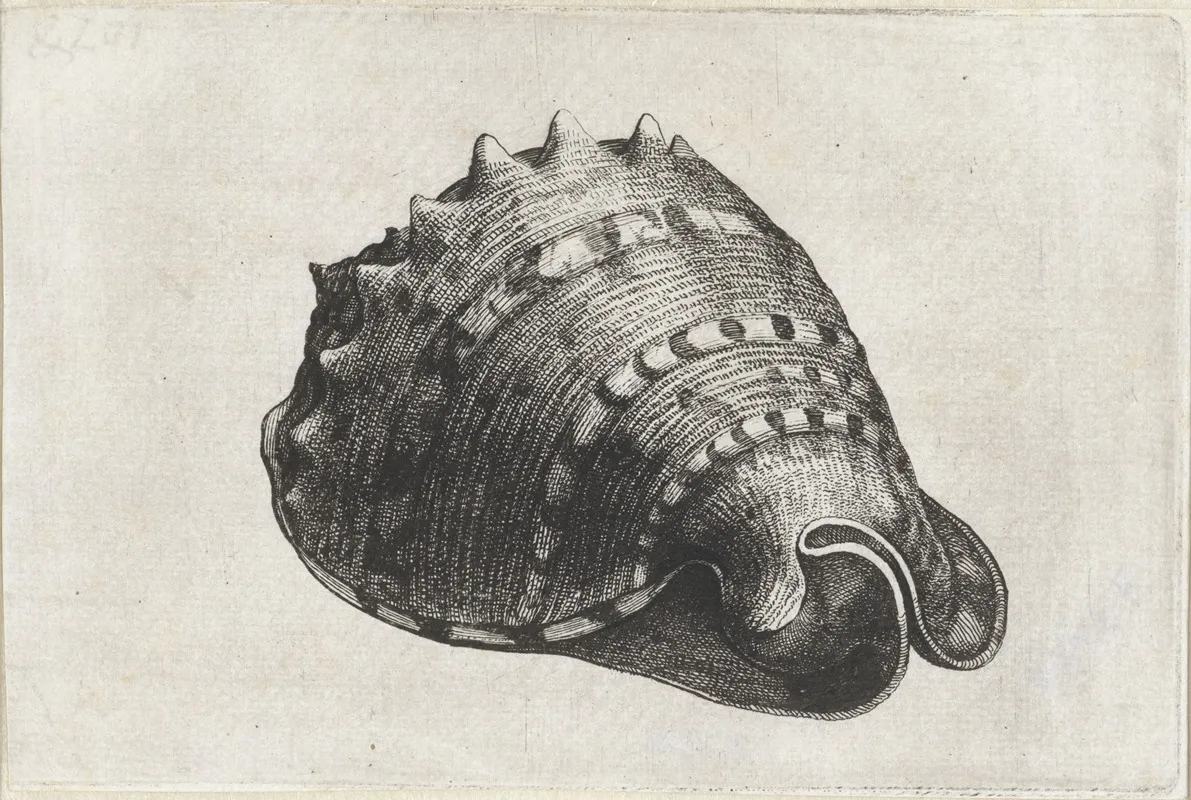 Horned Helmet Cassis Cornuta