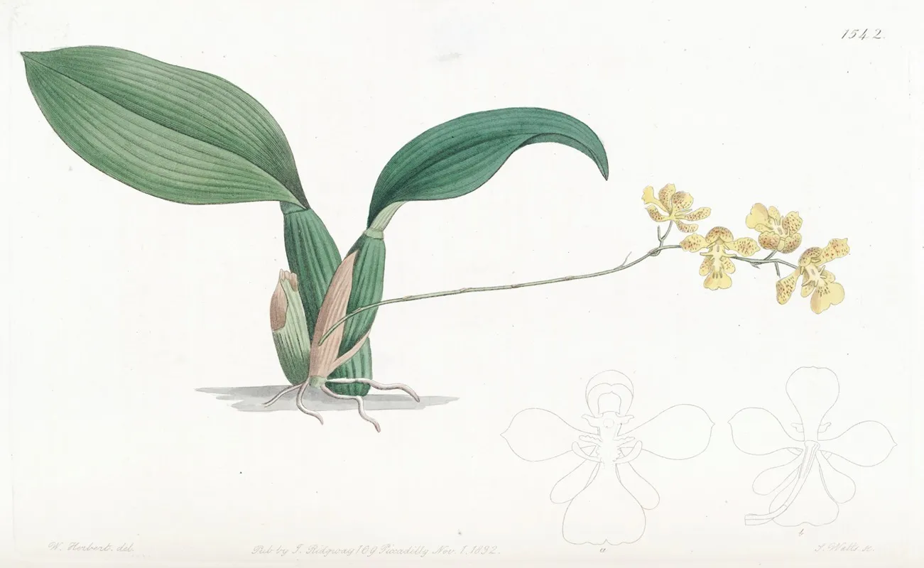 Horned Oncidium Wall Art by Sydenham Edwards - High-Resolution Digital Print