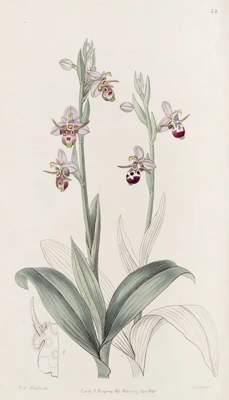 Horned Ophrys Wall Art by Sydenham Edwards - High-Resolution Digital Print