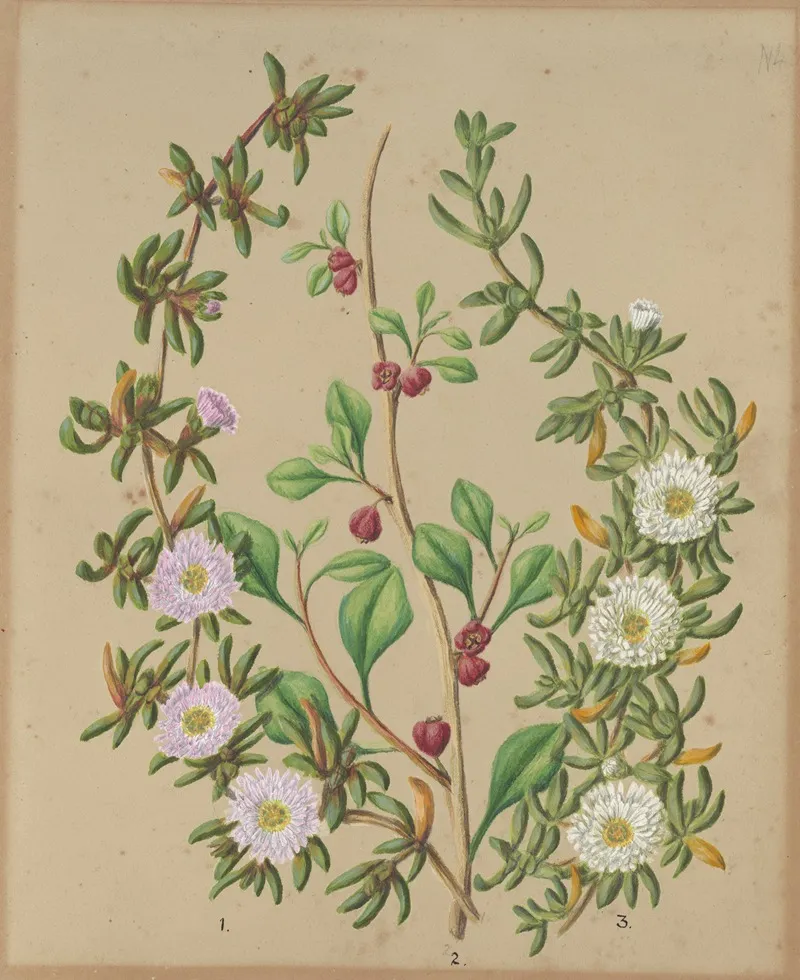 Horokaka N Z Ice Plant Kokihi Wall Art by Sarah Featon - High-Resolution Digital Print